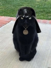 Парень напечатал на 3D-принтере забавные шлемы и шапки для своего кота