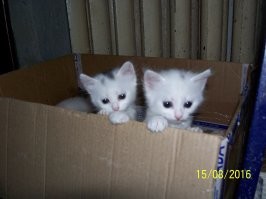 Почему кошки любят картонные коробки