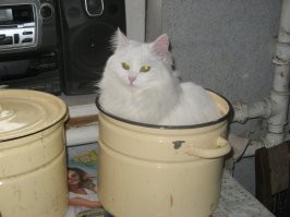 Почему кошки любят картонные коробки