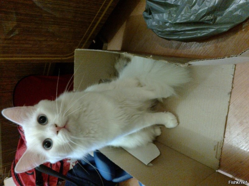 Почему кошки любят картонные коробки