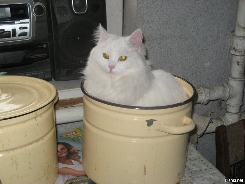 Почему кошки любят картонные коробки