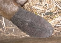 Пи39ежь и провокация. У бобра хвост тоже в чешуе.