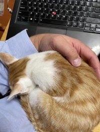 20+ питомцев, которые не могут существовать без своего человека