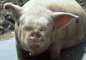 Дрон со взрывчаткой врезался в автомобиль