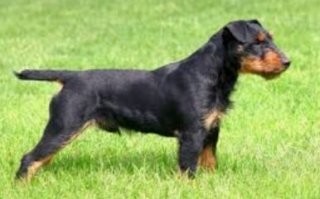 Ссыклявый охотник какой-то, у меня было два ягдтерьера в разное время (тоже охотники), так от этого кота только клочья полетели  бы, чё кот, на кабана бросались (очень много из-за этой слепой ярости погибали)!