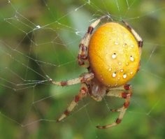 Чего-то непонятно. По виду паукан похож на Araneus Trifolium он же Pumpkin spider рода крестовиков, но они, насколько я помню, в Австралии не живут. Впрочем, могу ошибиться, я по пауканам не спец.
Животинка, к слову для человека неопасная, укусить может, но яд у него где-то на уровне осы, поболит и перестанет.