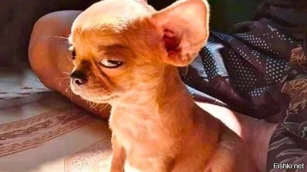 Как бы к нему просится тот, кто не любит котов.