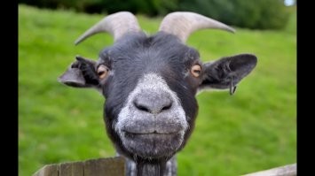 У сестры в посёлке на огороде дичка росла, козлы её обожали 
P.S.  Речь о начале 80-х, тогда даже в лесополосе в городе росла, так сильно ещё не боролись. Козлы это животные.  Не знаю зачем, но у неё среди многочисленной скотобазы имелись два козла