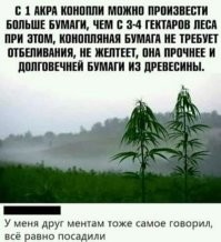 Наркоплантатор заявил полицейским, что на самом деле сажал помидоры
