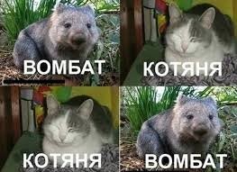 Вомбат обожает обнимашки