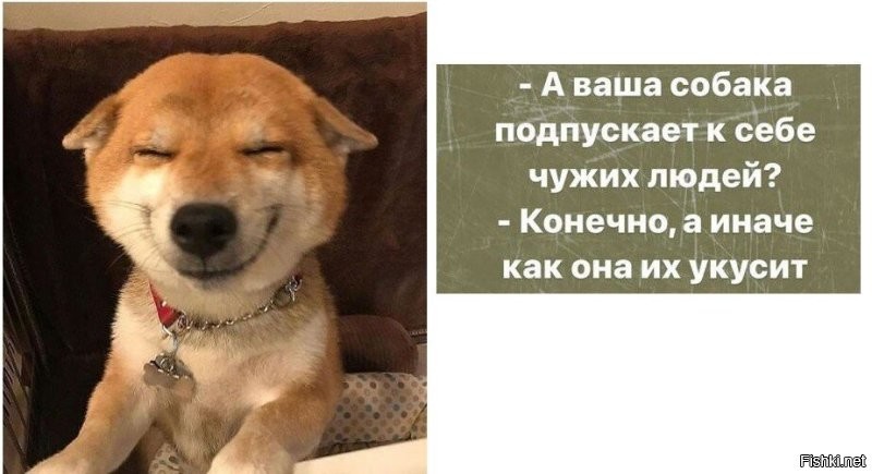 25 умилительных сцен из жизни пёселей, демонстрирующих их мастерство импровизации