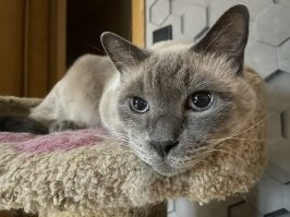 20+ выразительных мордашек, которые расскажут всё о важном без слов