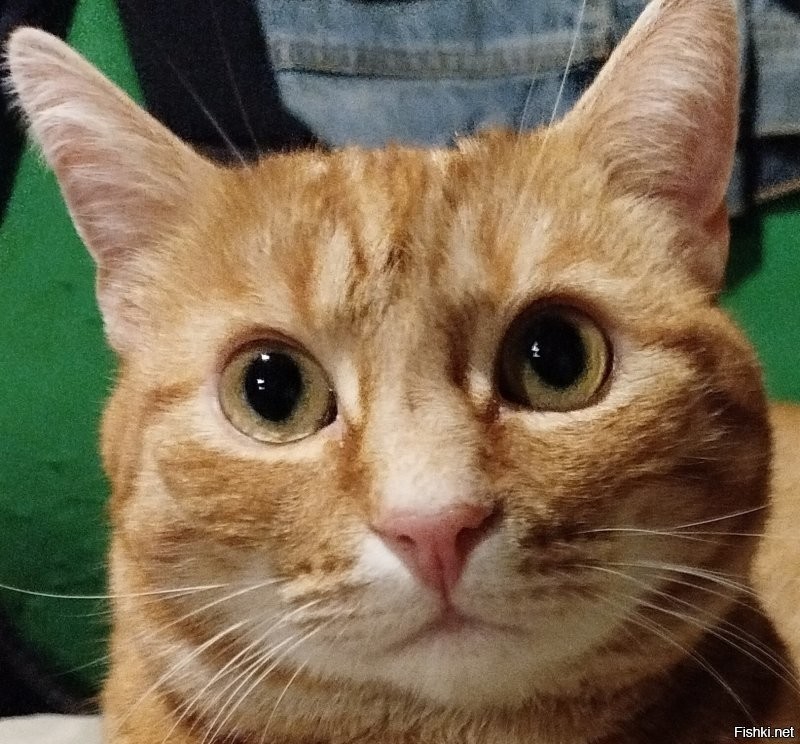У меня другой нос лезет вечно в мои дела, и он вечно критикует все мои решение. Но ему можно. У него мое любимое пузико, которое я очень люблю мучить)