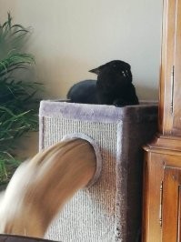 Наглядный пример что коты это жидкость