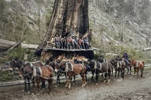 Вот придурки. У самих сердце не екало когда рубили такое дерево.