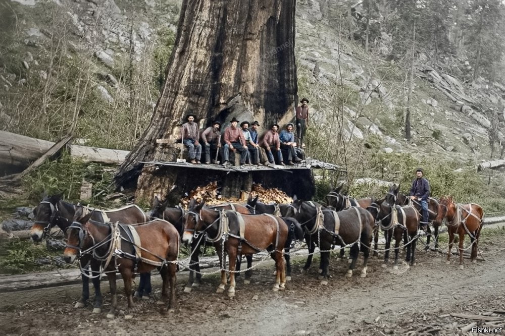 Вот придурки. У самих сердце не екало когда рубили такое дерево.
