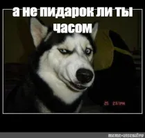 Пёс с подозрением смотрит на хозяйку