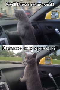 Пёс с подозрением смотрит на хозяйку