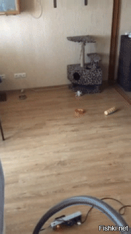 Вас обнаружили: кошка подсматривает за хозяйкой