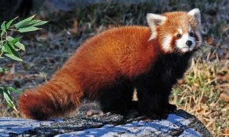 Ладно с коричневой пандой, один в один с обычной. Почему этот зверёк - красная панда?