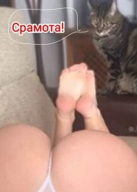 Вас обнаружили: кошка подсматривает за хозяйкой