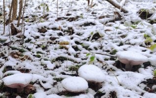 Ну это смотря какая зима.
Прошлой зимой, я в Подмосковье в последний раз сходил за грибами 1 декабря. Причем набрал полную корзину рядовки фиолетовой и говорушки дымчатой.
А в первый раз в году, набрал зимнего опенка(фламулины) 15 января.
Но тут конечно малость какой-то, сказочный, персонаж.