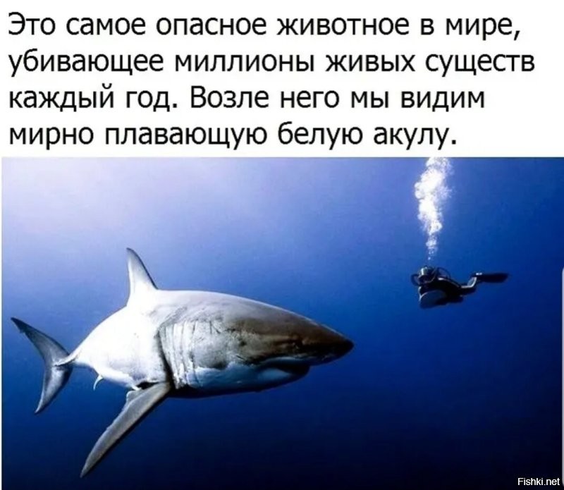 Белая акула:  самый страшный хищник океана