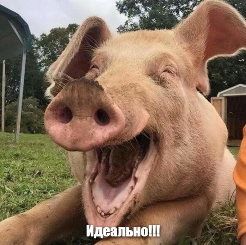 Солянка от 11.02.2026