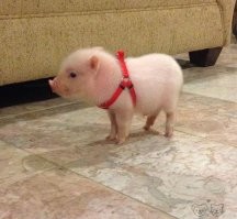хммм, это точно минипиг? Мне кажется - это полноценный пиг....