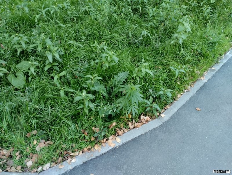 Полиция наверное...