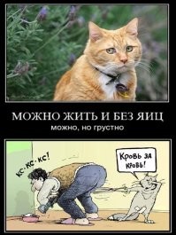 Когда хозяин слишком хорошо знает привычки своего кота