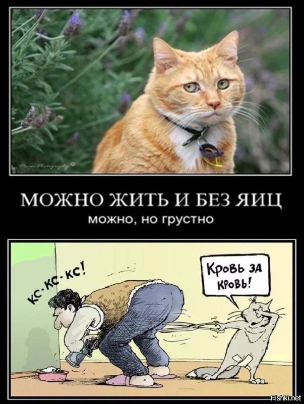 Когда хозяин слишком хорошо знает привычки своего кота