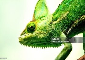 Хамелеону вроде тоже не надо башней вертеть, что бы назад посмотреть...