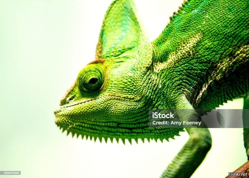 Хамелеону вроде тоже не надо башней вертеть, что бы назад посмотреть...