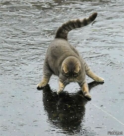 Солянка от 12.02.2026