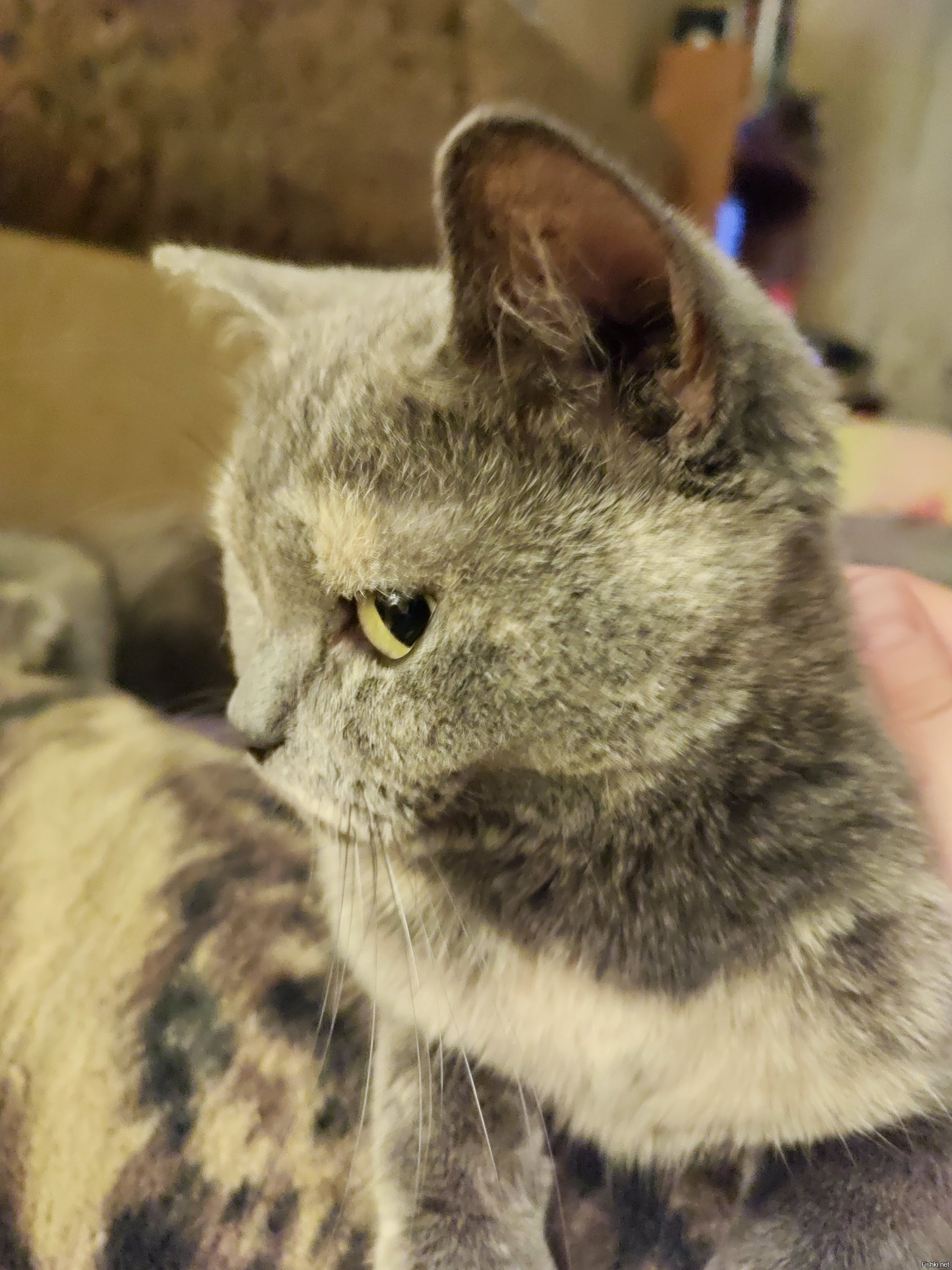 Кошака-подозревака )