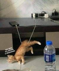 25 животных, не рассчитавших траекторию и открывших закон подлости