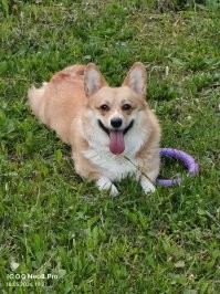 Ага, примерно таких.