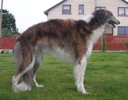 Намешалось