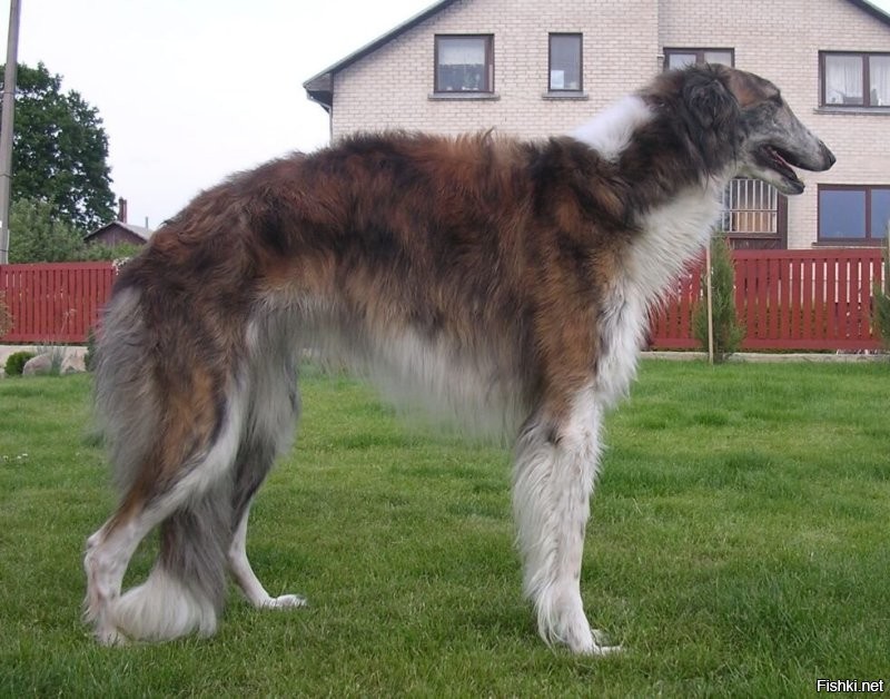 Намешалось