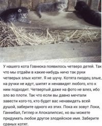 Маленькие и злые котята