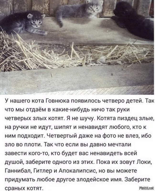 Маленькие и злые котята