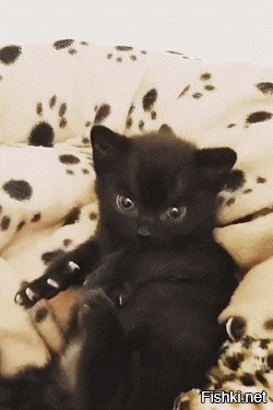 Маленькие и злые котята