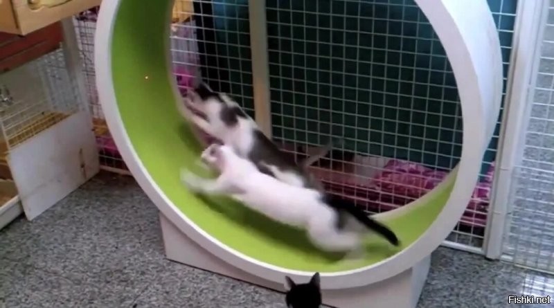 Москвичка случайно постирала кота