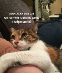 Как стать самым любимым человеком для котика?
