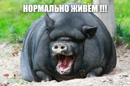 Солянка от 13.02.2026