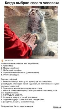 «Доставка на дом»: Манулу Тимофею подарили коробку с перепелкой