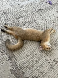20 снимков, на которых котики отжигают по полной