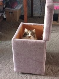 20 снимков, на которых котики отжигают по полной