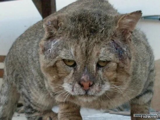 Сибариты хреновы.